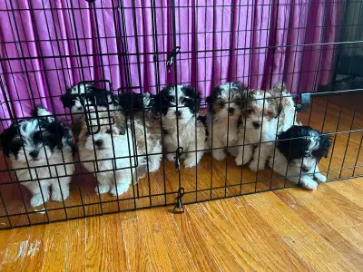 Puppies Rehoming, View more