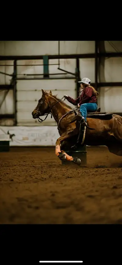 barrel/ranch horse, View more
