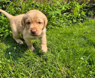 Lab Puppies, View more