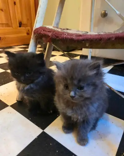 Up for adoption, male and female kittens. Mom is a pure breed ragdoll (2nd last photo) and dad is a...