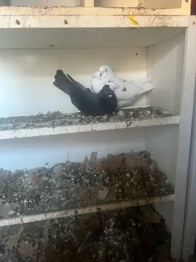  Pigeons for sale, View more