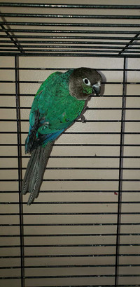 Turquoise SF Violet Conures 