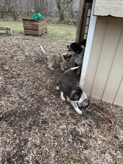 3 Male Caucasian Shepherd × Great Pyrenees × Anatolian Shepherd Puppies – Livestock Guardian Prospec...