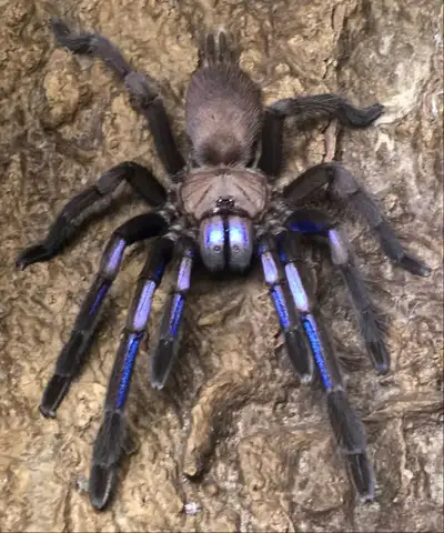 Tarantulas harpactira baviana 1.5" 45$ (HOLD) Ceratogyrus darlingi 1" 45$ Ceratogyrus sanderi 1" 55$...