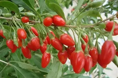 2-years-old goji plants 出售2年生的枸杞树苗, View more