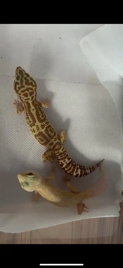 Eve, the white female in the photo for sale! super sweet girl, no setup she has a bin enclosure righ...