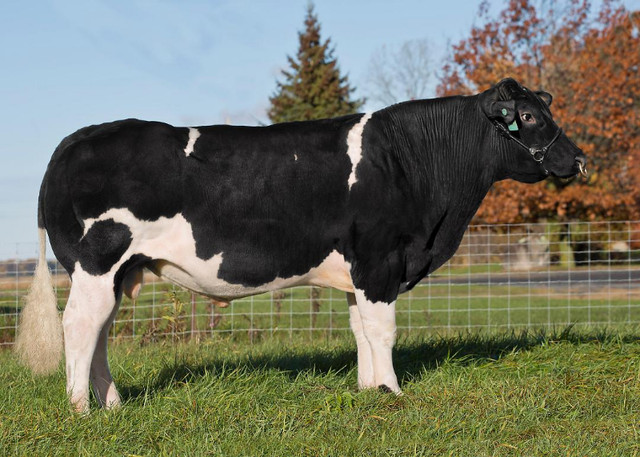 Belgian Blue Genetics (horned, polled, colored) in Livestock in North Bay - Image 2