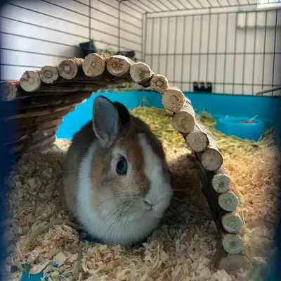 Lapin nain -dwarf rabbit, View more
