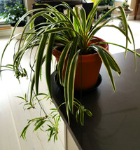 Spider Plant  / Chlorophytum Comosum