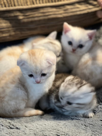 Beautiful litter of Scottish fold/straight kittens