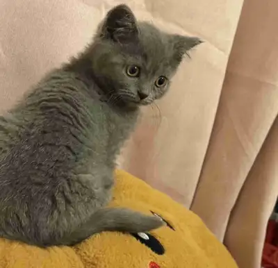 Male British Shorthair Kitten, View more
