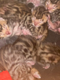 Bengals kittens, will have all needles and clean health guarente