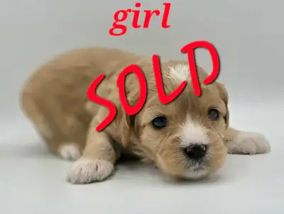 f1 Cavapoo,SOLD, Taking deposits for next litter., View more