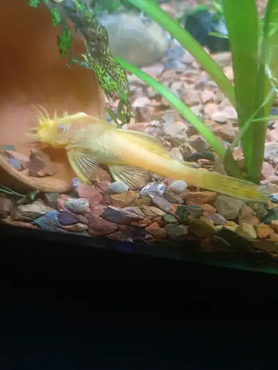 Adult Albino bristle nose plecos, View more