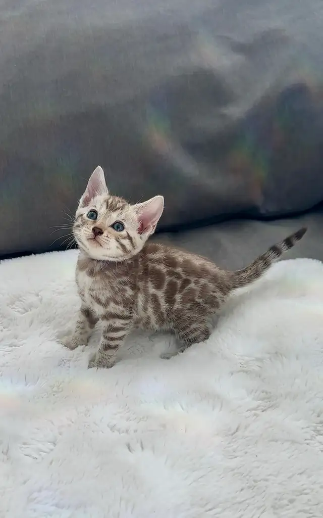Bengal kitten snow in Cats & Kittens for Rehoming in Calgary - Image 3