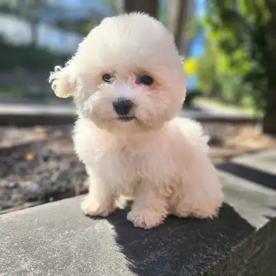 fluffy gene!!! Great fur volume and extremely curly. High Quality purebred bichon frise puppy Will g...