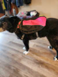 Adventure dog backpack/harness 