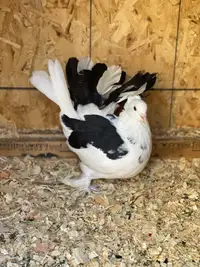 Cute fantail pigeon 