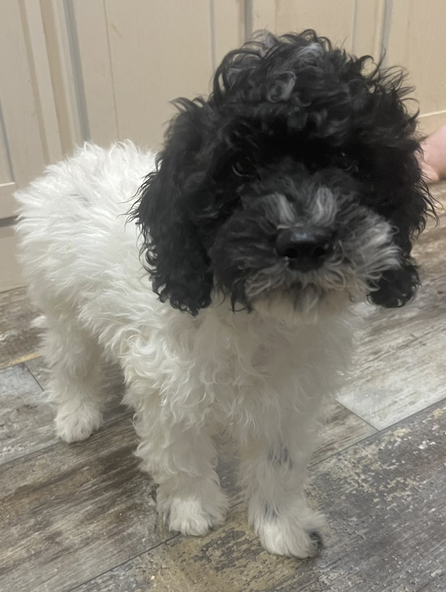 Two Male Cockapoo Puppies Dogs & Puppies for Rehoming Regina Kijiji