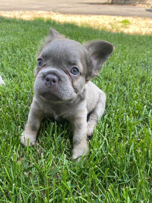 Fluffy French bulldogs for sale Dogs & Puppies for Rehoming