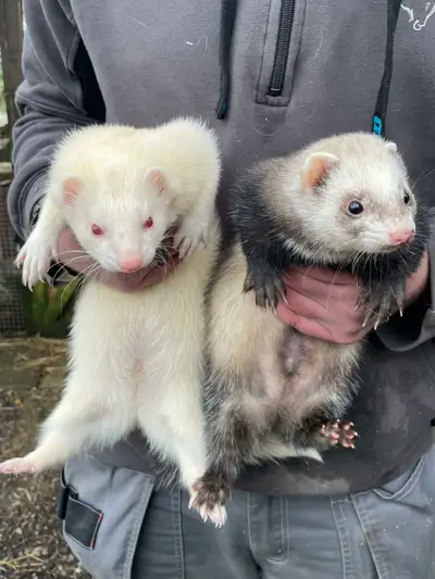 looking for ferret(s), View more