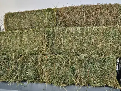 1st and 2nd cut hay bales with alfalfa, timothy, brome & orchard grass. No rain. Put up dry. Tarped....