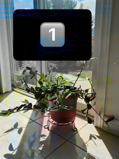 Colouful Easy Care Indoor Plants - Drop off / Pick up, View more