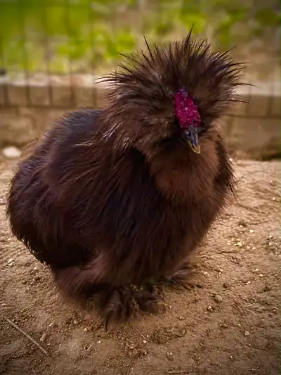 silkie rooster, View more