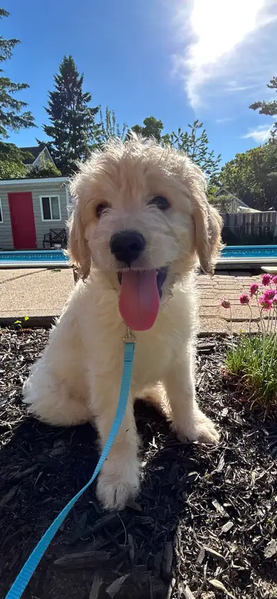 Beautiful Standard Goldendoodle Puppies, View more