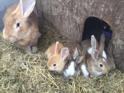 Purebred Continental Bunnies, View more