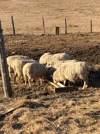 Ewe sheep  with lambs 