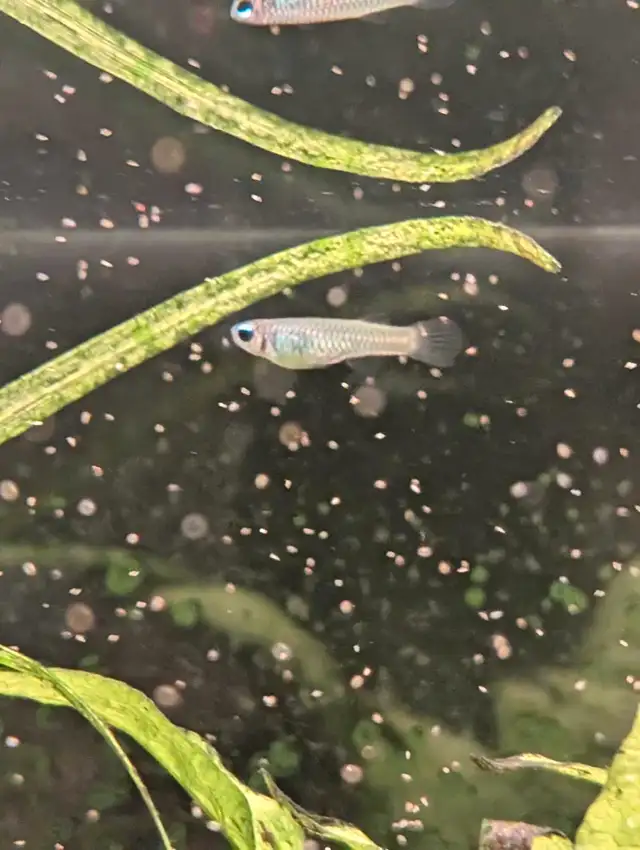 Normans Lampeye in Fish for Rehoming in Kitchener / Waterloo - Image 3