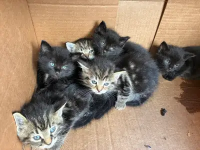 kittens for sale, View more