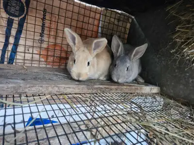 4 Female Baby Bunnies looking for a new home Nzld Chinchilla Cali Mix $20 each Located outskirts of...