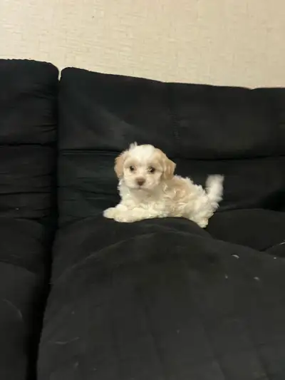 Shihpoo puppies , View more