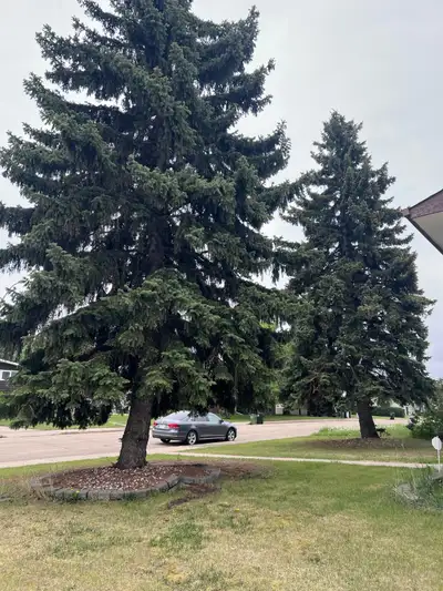 Tree Removal , View more
