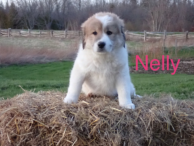 READY TO GO!  Great Pyrenees Puppies in Dogs & Puppies for Rehoming in Oshawa / Durham Region - Image 3