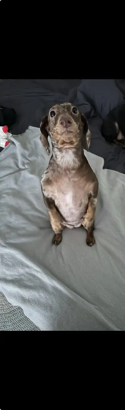 Mini dapple dachshund, View more