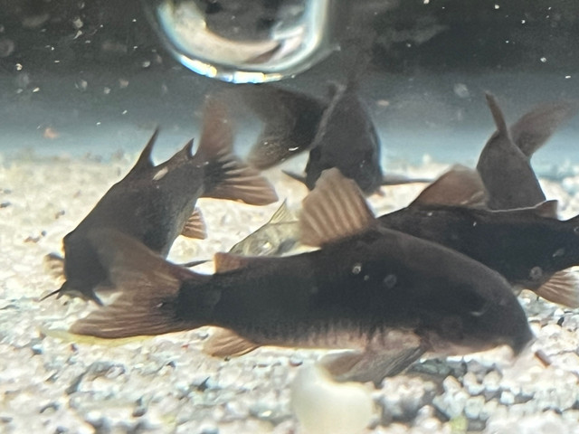 Venezuelan black corydoras  in Fish for Rehoming in Ottawa - Image 2