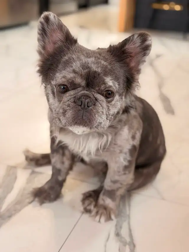 Bouledogue français full Fluffy  male merle in Dogs & Puppies for Rehoming in St-Georges-de-Beauce - Image 3