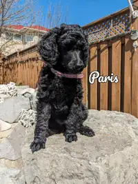 Standard Poodle Purebred Puppies