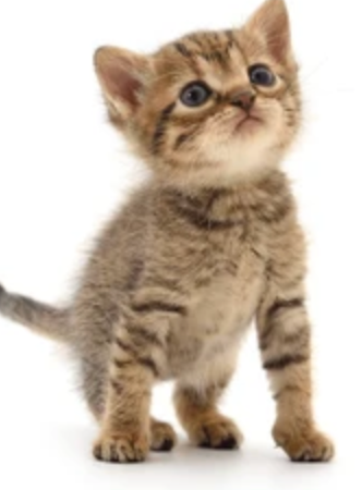 Adorable British Shorthair Mix Kittens Looking for Forever Homes, View more