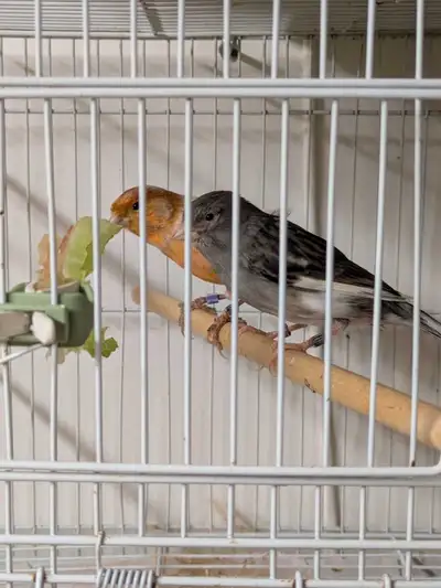 proven canary pair - ready to breed, View more