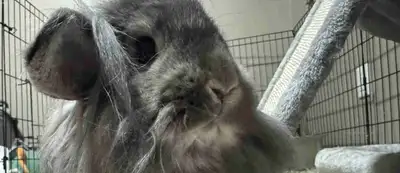 I have two male bunnies that I rehomed And bonded unfortunately, I cannot provide them with the time...