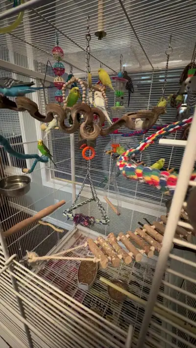 Tame Budgie DownGrade (No Cage), View more