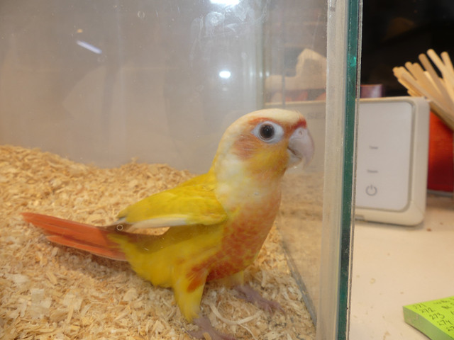Suncheek Conures in Birds for Rehoming in Abbotsford - Image 3