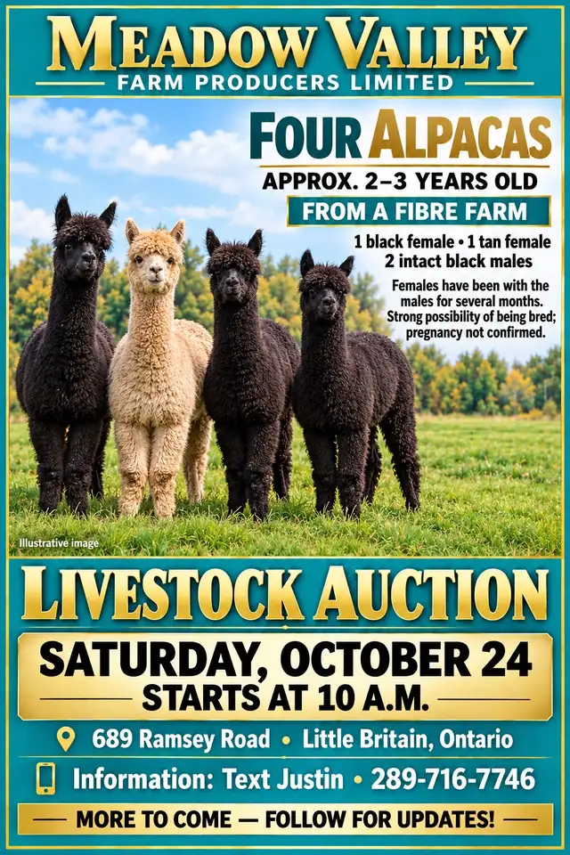 Horse, Pony, Donkey & Livestock Auction - October 24th | Horses ...