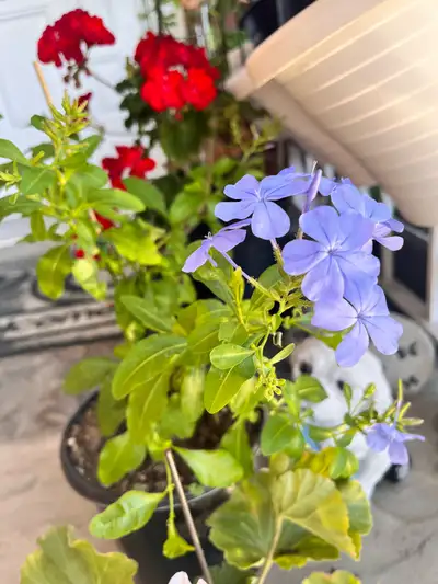 Blue Cape Plumbago, View more
