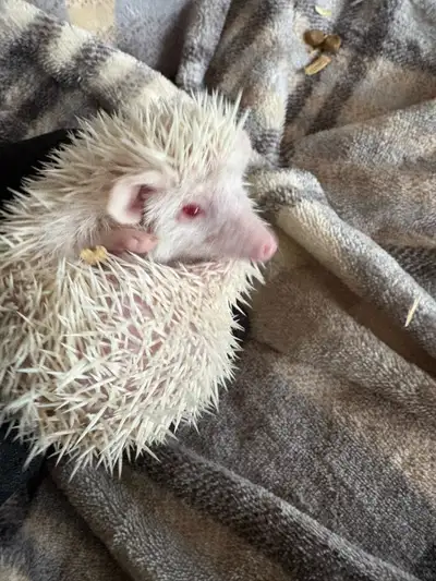 Baby Hedgehogs, View more