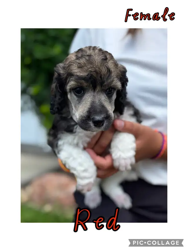CKC Standard Poodle Pups- Prairie Belle Poodles in Dogs & Puppies for Rehoming in Calgary - Image 3